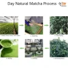 Day Natural Matcha Process