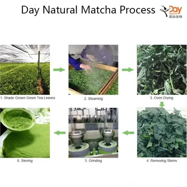 Day Natural Matcha Process