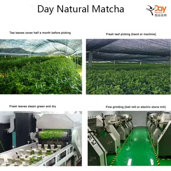 Day Natural Shaded Matcha Cultivation Base