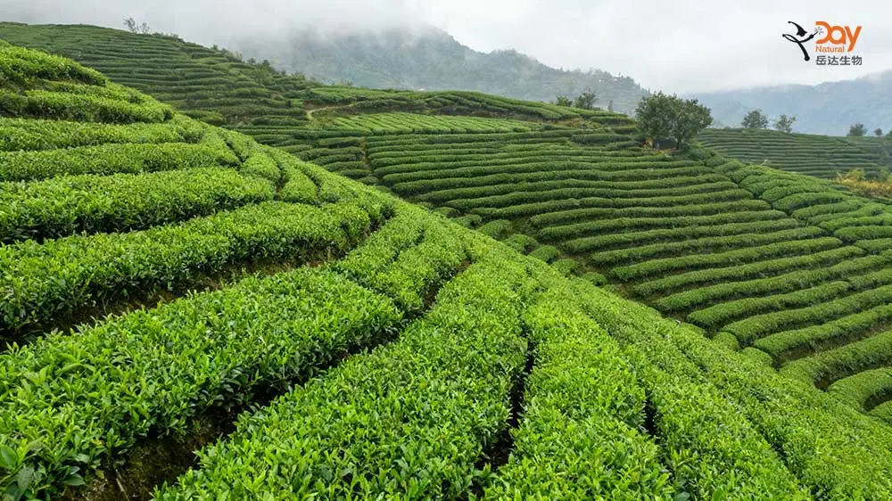 Day Natural matcha plantation