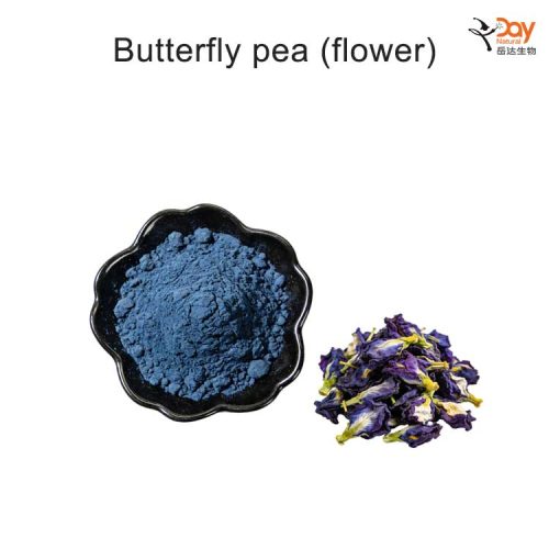 Butterfly-pea-(flower) Butterfly