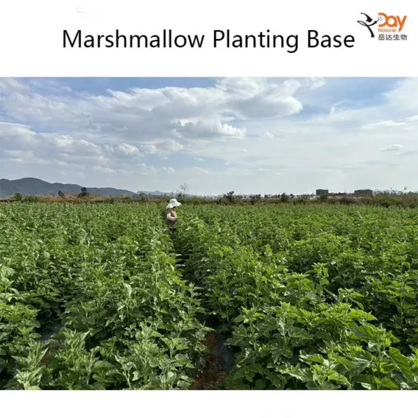 High-Quality Marshmallow Planting Base