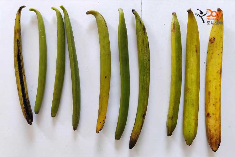Different Grade Vanilla Pods