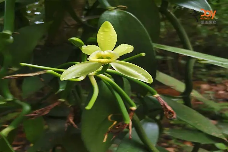 Vanilla Pods Flower