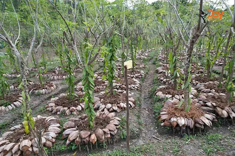 Vanilla Pod Plantation