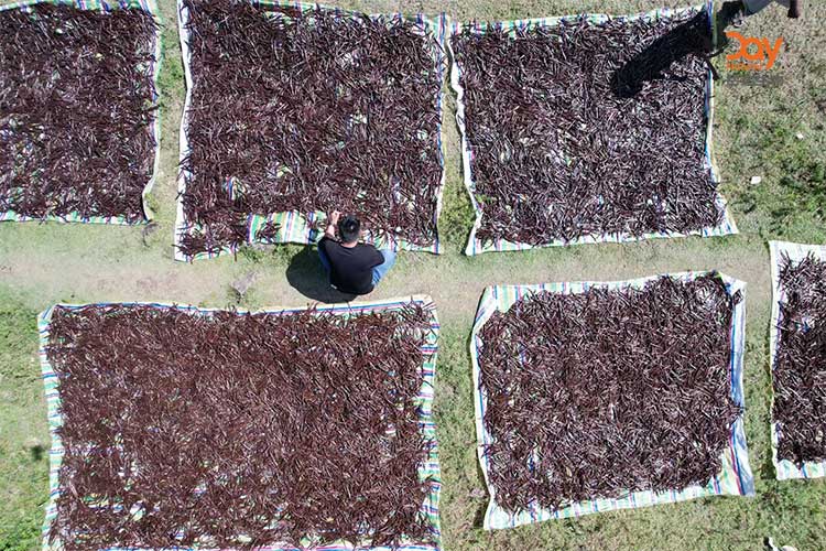 Drying of Vanilla Pods
