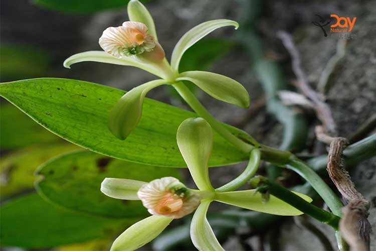 Vanilla Pods Florwer