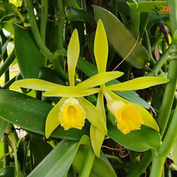 Vanilla Pod