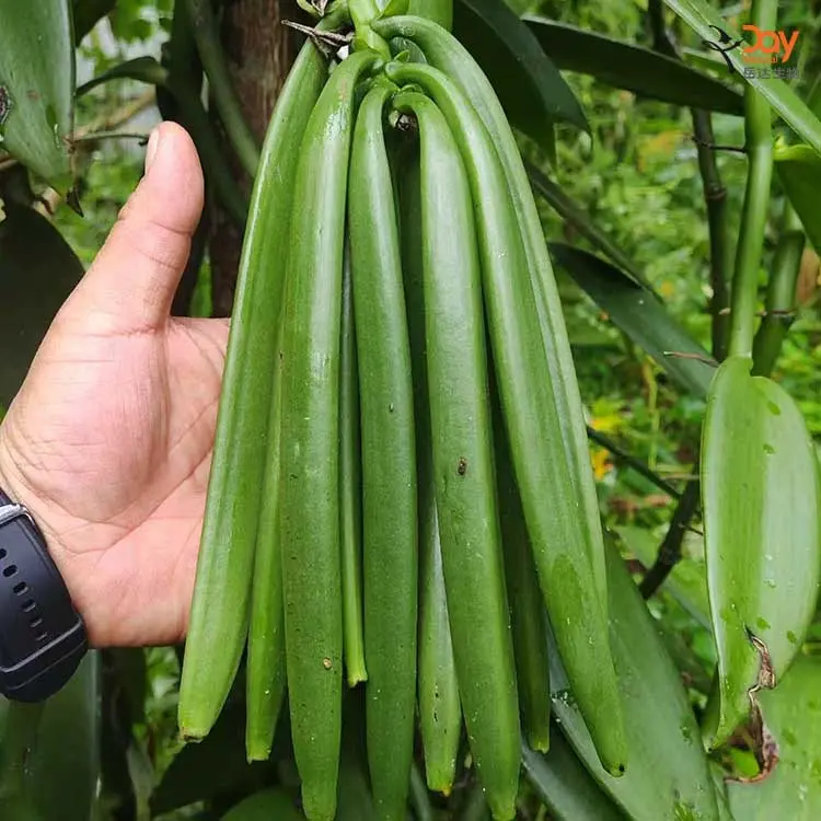 Vanilla Pod Plantation