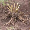 Marshmallow Root Marshmallow Root