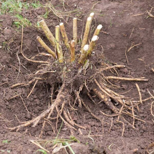 Marshmallow Root Marshmallow Root